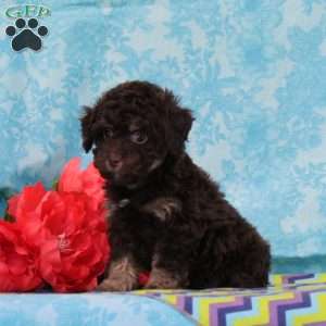 Kisses, Toy Poodle Puppy